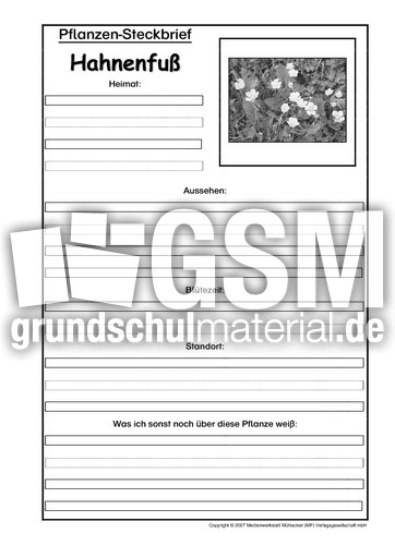 Pflanzensteckbrief-Hahnenfuß-SW.pdf